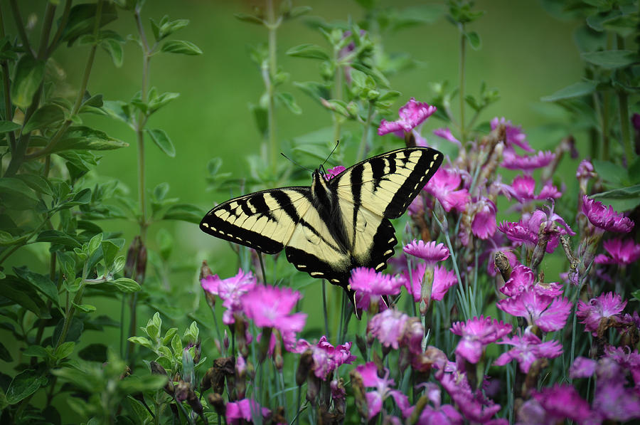 Yellow Swallowtail Amidst the Sweet William Photograph by Ronda Broatch
