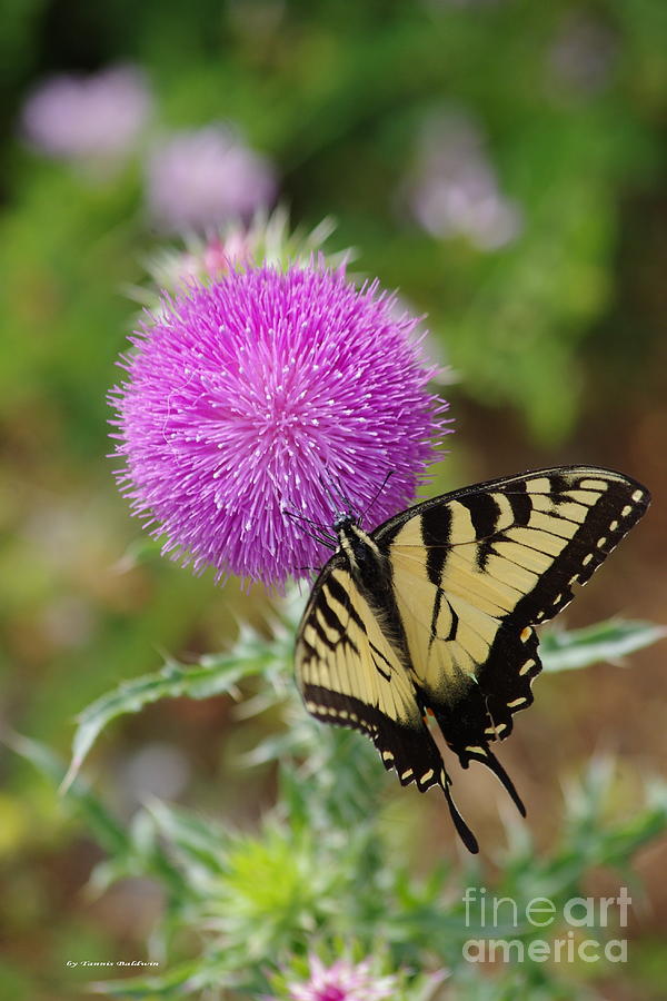Butterfly Photograph - Yellow swallowtail and the Thistle by Tannis  Baldwin