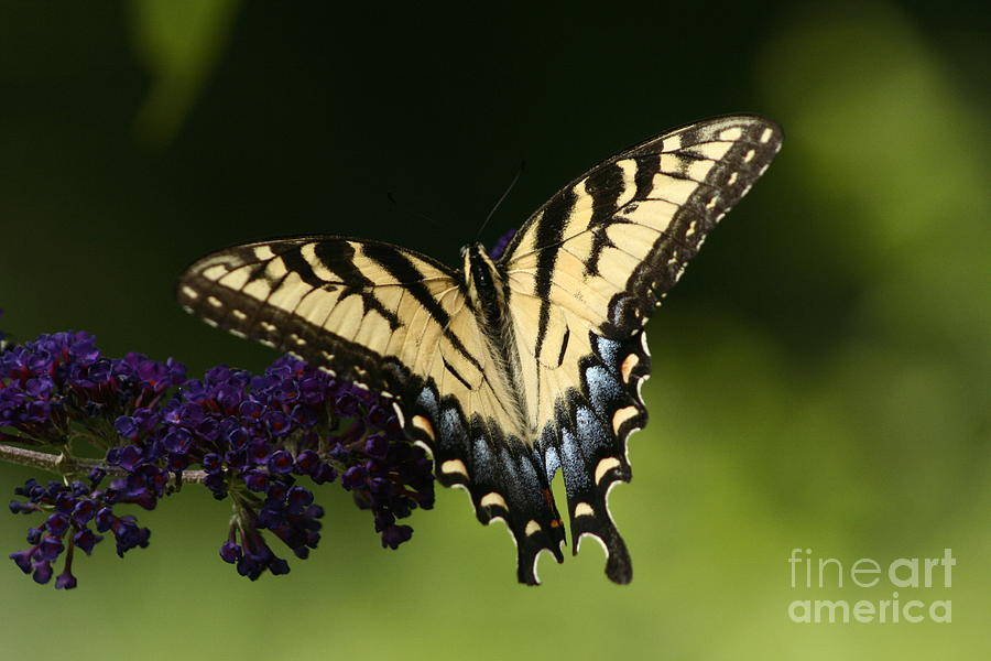 Yellow Swallowtail Photograph
