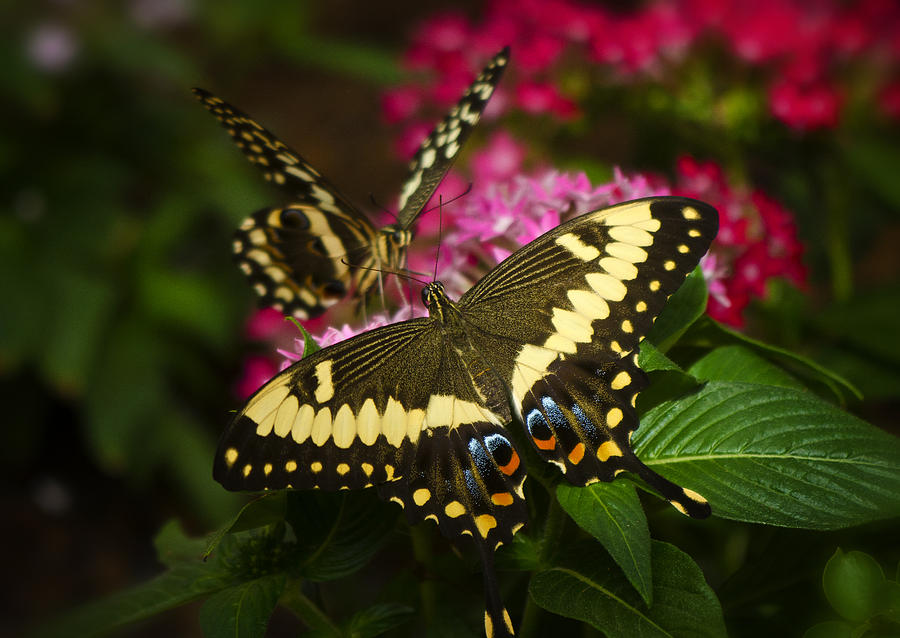 Download Yellow Swallowtail Butterflies Photograph by Saija Lehtonen