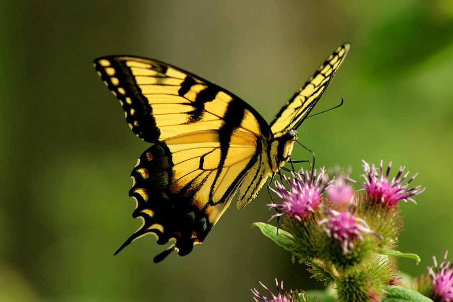 Download Yellow Swallowtail Butterfly Photograph by Candace Zynda