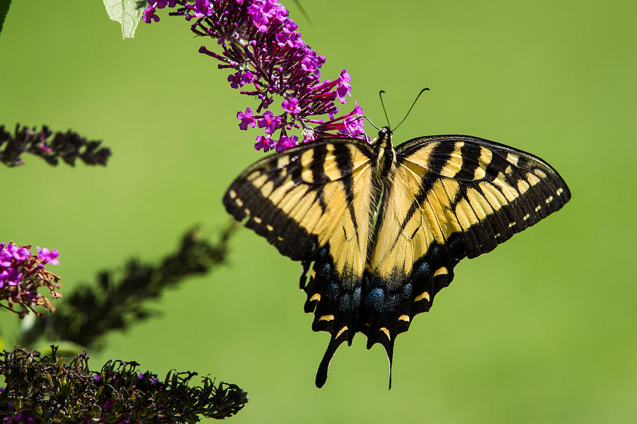 Yellow Swallowtail Photograph by Eleanor Abramson