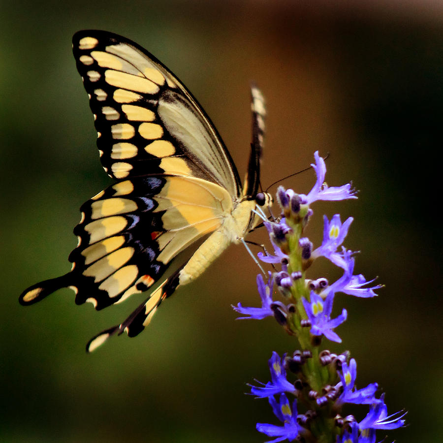 Yellow Swallowtail Photograph by Joseph G Holland