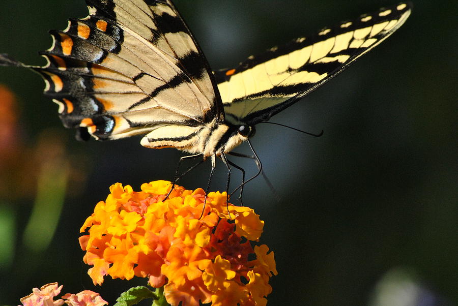 Yellow Swallowtail Photograph by Kelly Nowak