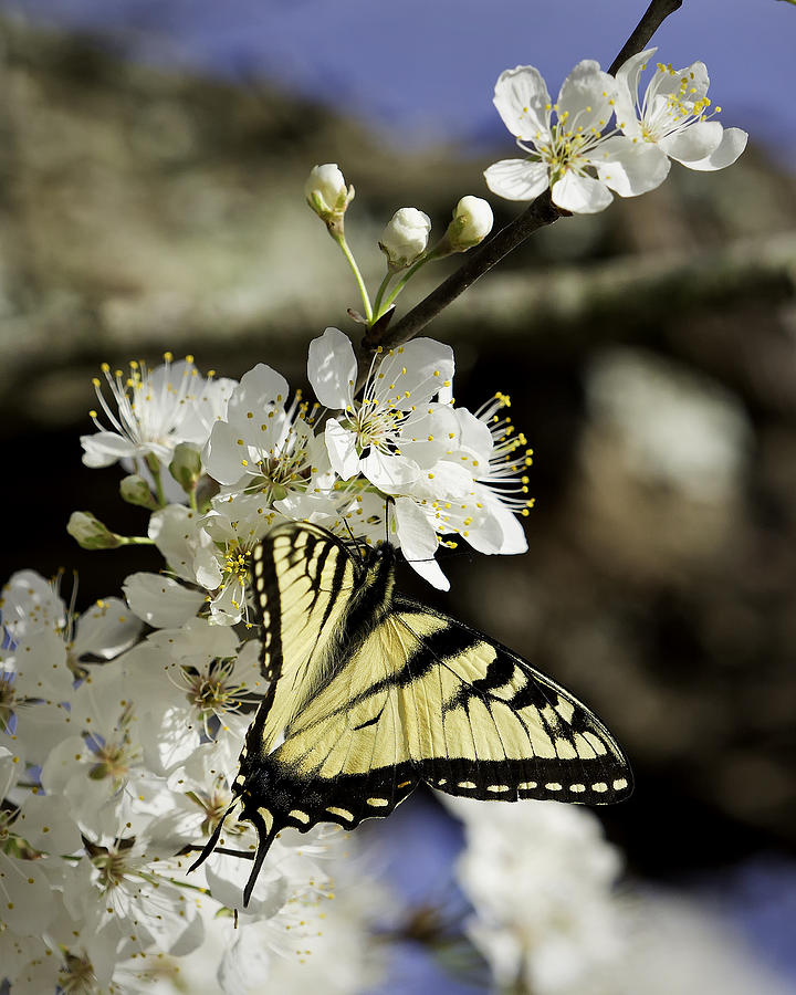 Yellow Swallowtail on Wild Plum Photograph by Michael Dougherty