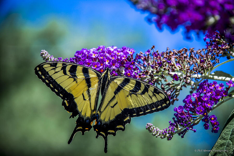 Yellow Swallowtail Photograph by Phil Abrams