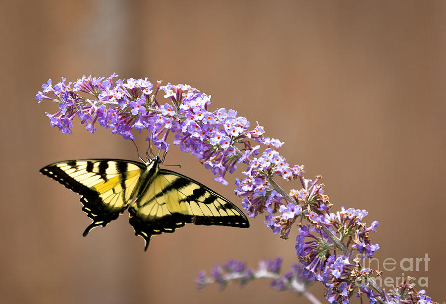 Yellow Swallowtail Photograph by Roger Bailey