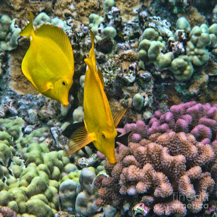 Yellow Tang Pair Photograph by Peggy Hughes