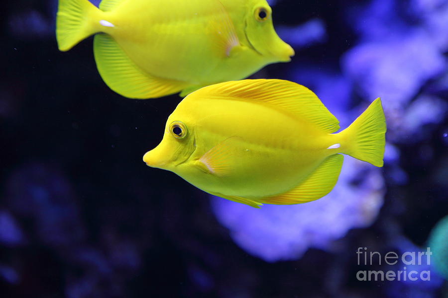 Yellow Tang Tropical Fish 5D24880 Photograph by Wingsdomain Art and Photography