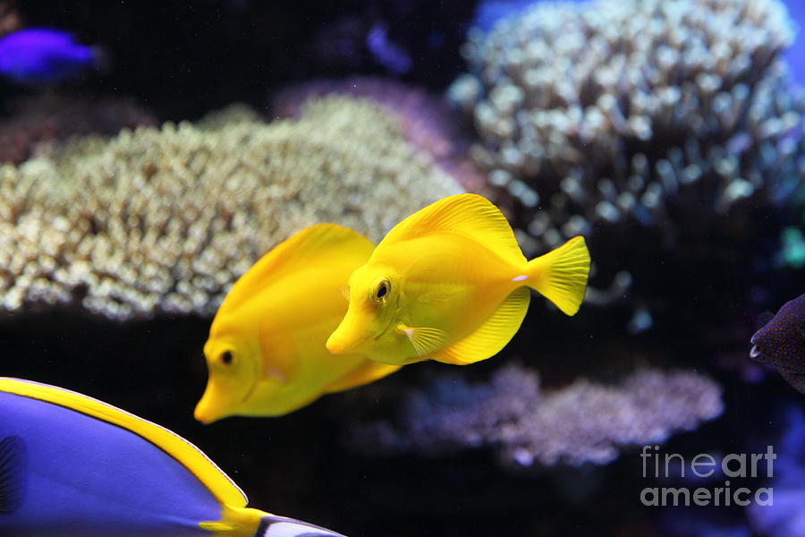 Fish Photograph - Yellow Tang Tropical Fish 5D24887 by Wingsdomain Art and Photography