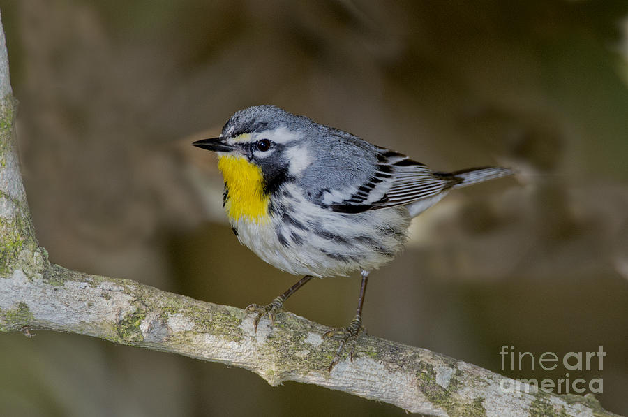 Warbler Photograph - Yellow-throated Warbler by Anthony Mercieca