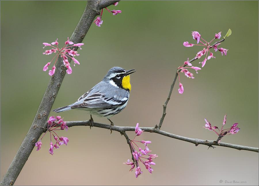 Cuyahoga Valley National Park Photograph - Yellow Throated Warbler by Daniel Behm