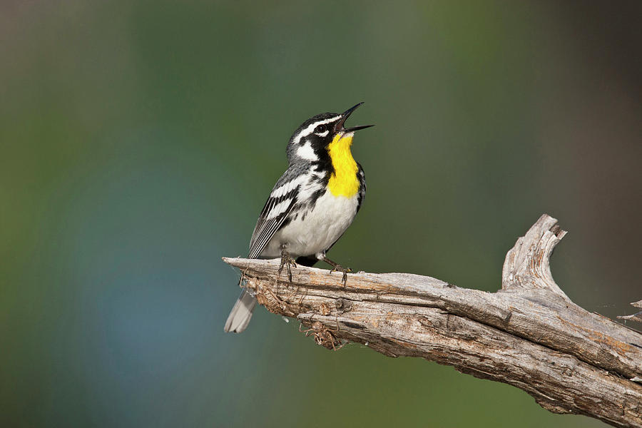 Breeding Photograph - Yellow-throated Warbler (dendroica by Larry Ditto