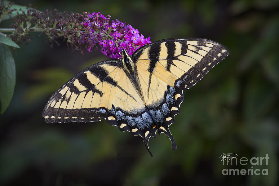 Butterfly Photograph - Yellow Tiger by Cris Hayes