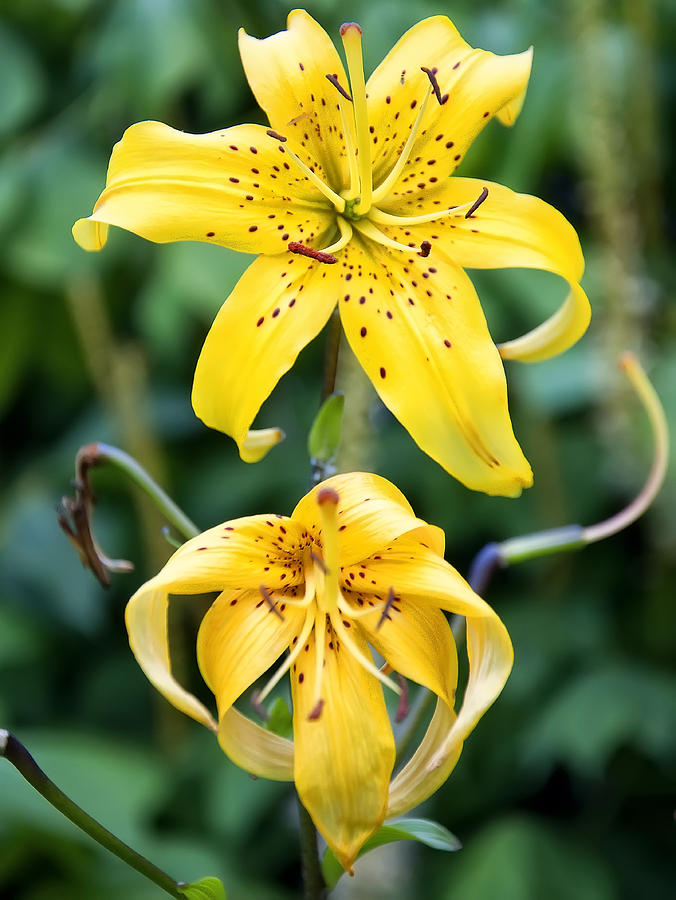 Beginning Photograph - Yellow tiger Lilies by Flees Photos
