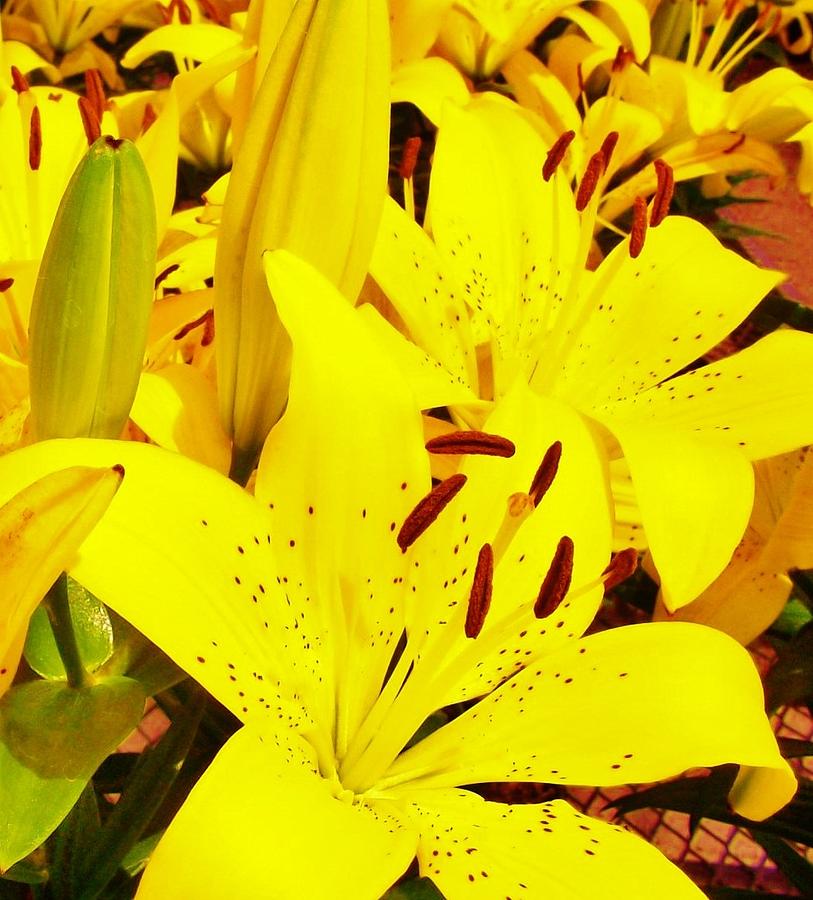 Yellow Tiger Lilies Photograph by  Sharon Ackley