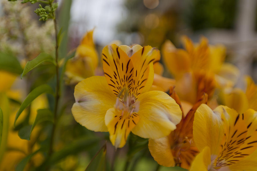 Yellow Tiger Lily Photograph by Maj Seda
