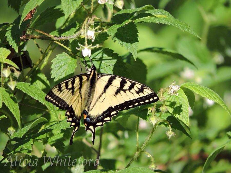 Yellow Tiger Swallowtail Photograph by Alicia Whiteford - Fine Art America