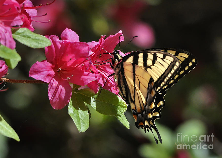 Yellow Tiger Swallowtail Butterfly Photograph by Nava Thompson