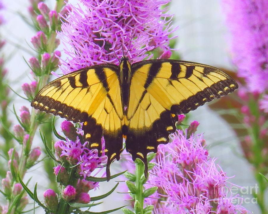 Yellow tiger swallowtail butterfly Photograph by Scott Cameron