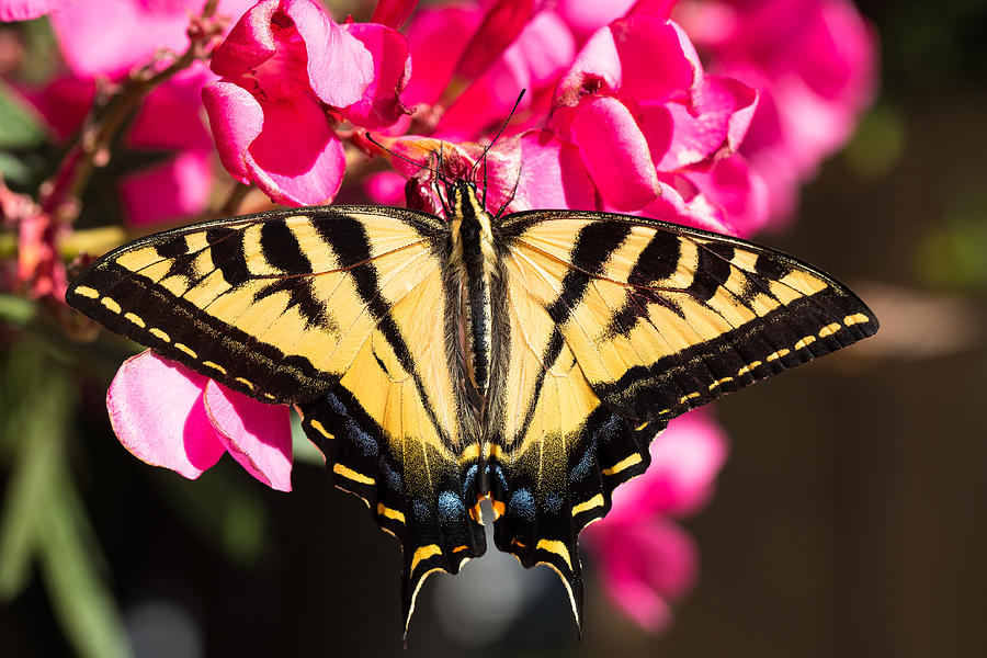 Yellow Tiger SwallowTail on Oleander Photograph by James L Davidson