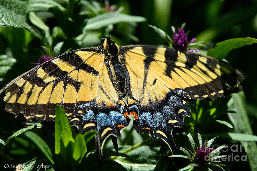Yellow Tiger Swallowtail  Photograph by Susan Herber