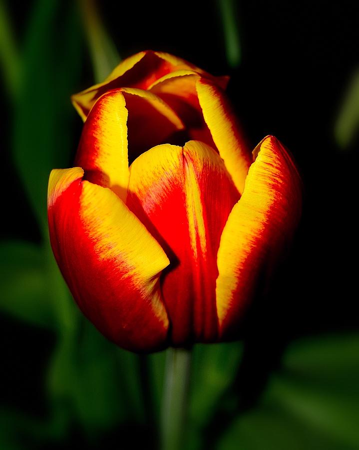 Yellow tip Tulip Photograph by Dave Sandt - Fine Art America