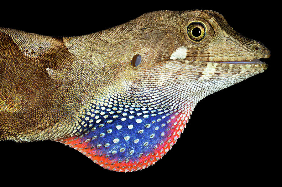 Yellow-tongued Anole Displaying Dewlap Photograph by Dr Morley Read