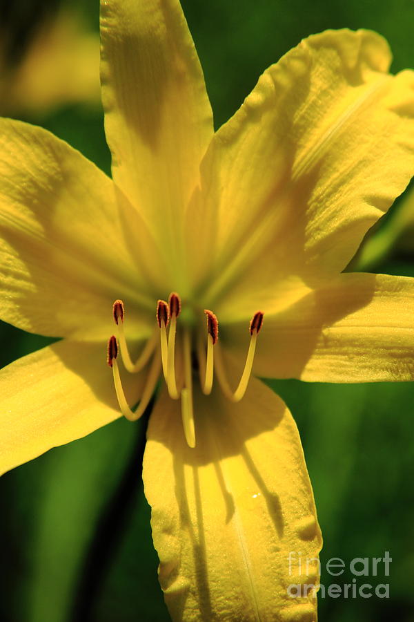 Yellow Too Lily Flower Art Photograph by Reid Callaway