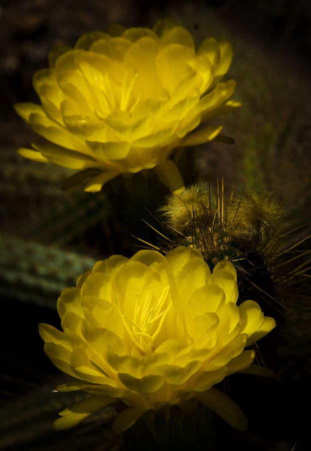 Nature Photograph - Yellow Torch Cactus  by Saija Lehtonen