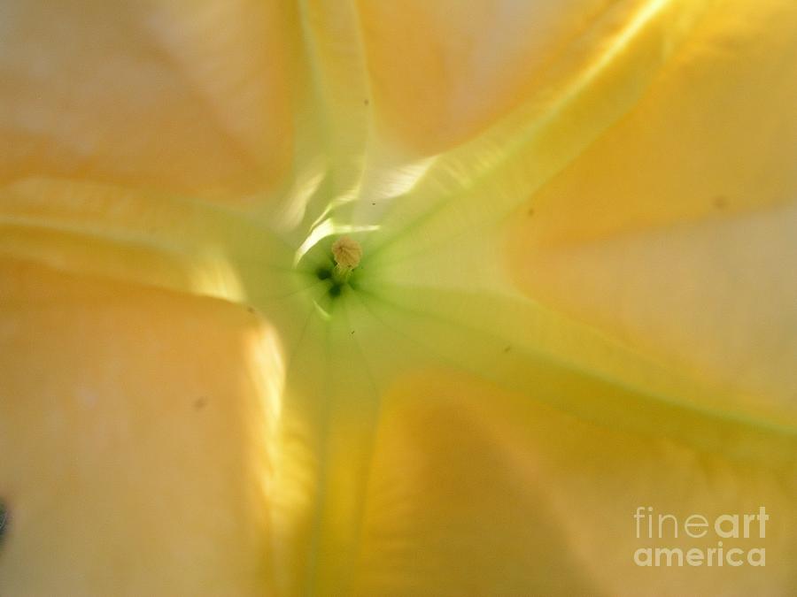 Yellow Translucent Flower Photograph by Bev Conover