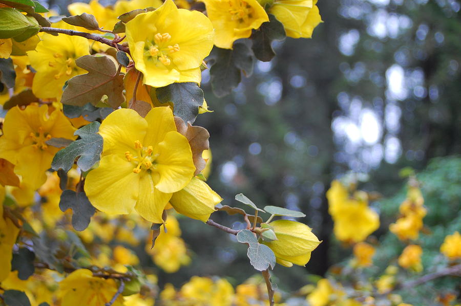 Yellow Tree Flowers Photograph by Amy Fose