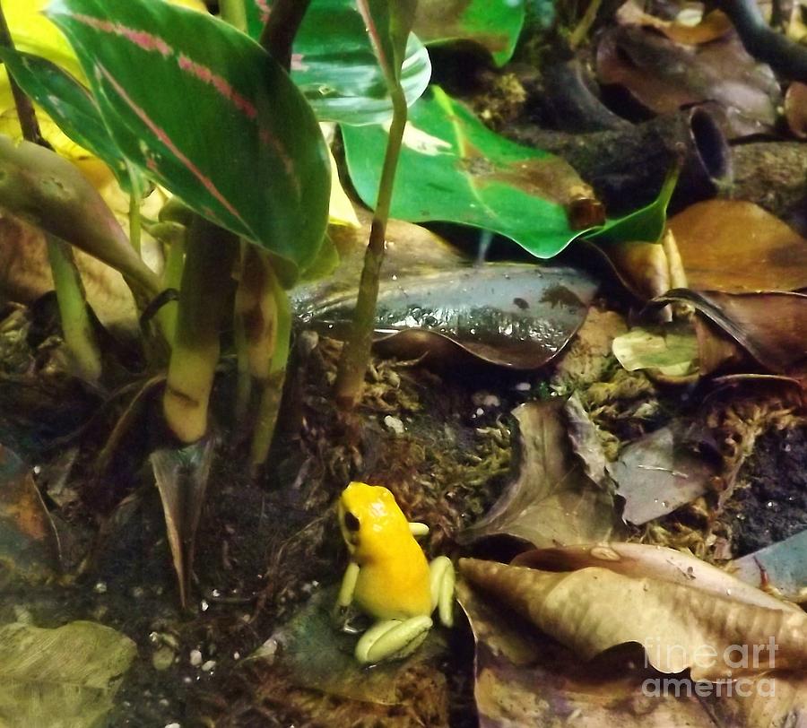 Yellow tree frog Photograph by Brigitte Emme
