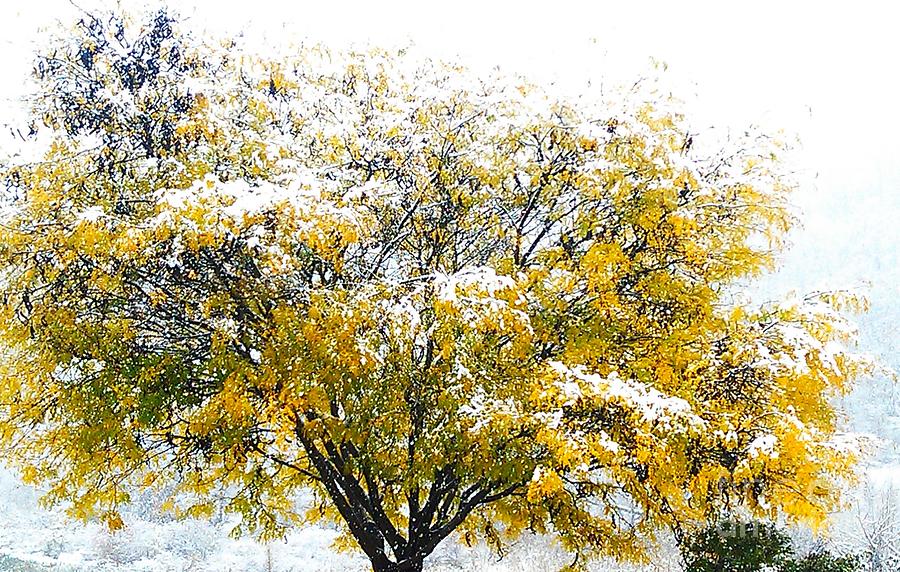 Yellow Tree in Halloween Snowstorm Photograph by Anna Lisa Yoder