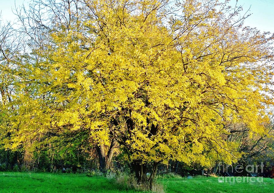 Yellow Tree in the Fall Photograph by Marsha Heiken