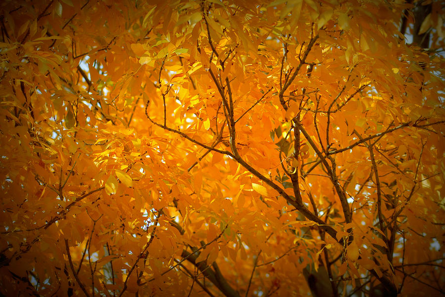 Fall Photograph - Yellow Tree by Kasie Morgan
