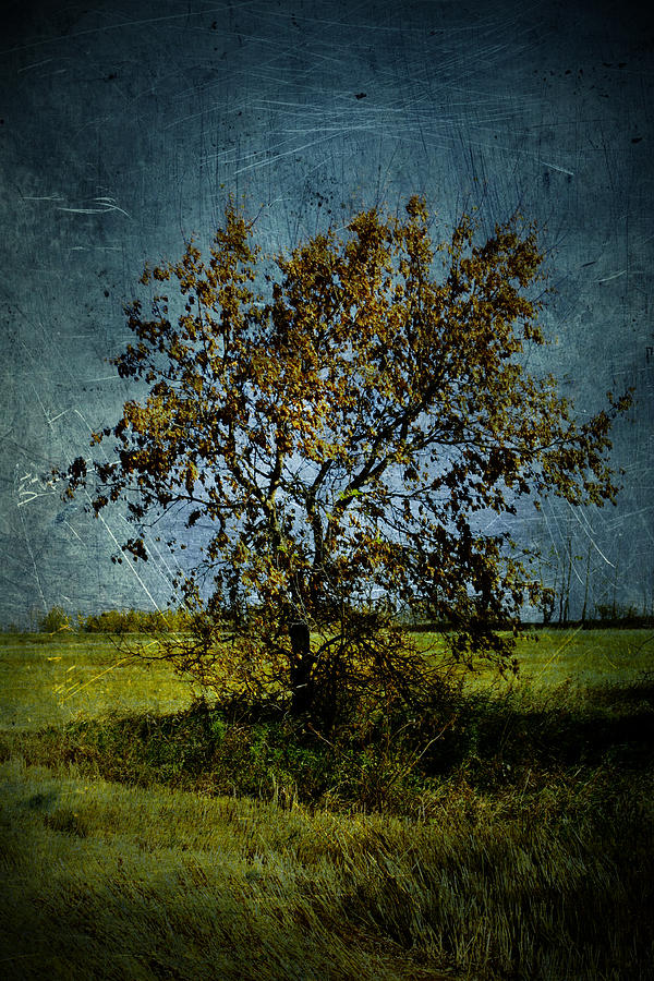 Tree Photograph - Yellow Tree by Larysa  Luciw