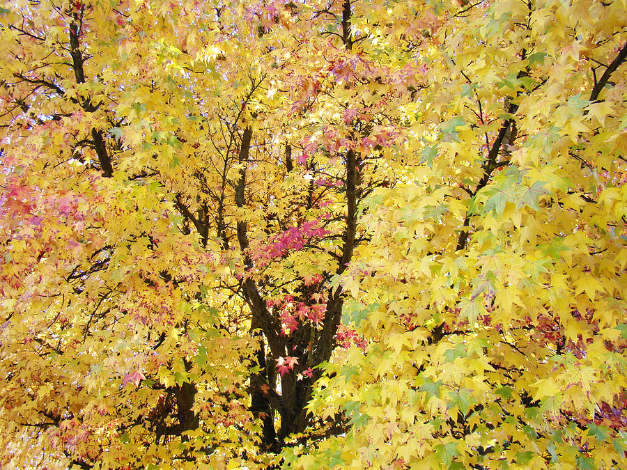 Fall Photograph - Yellow Trees Art Prints Autumn Leaves by Patti Baslee