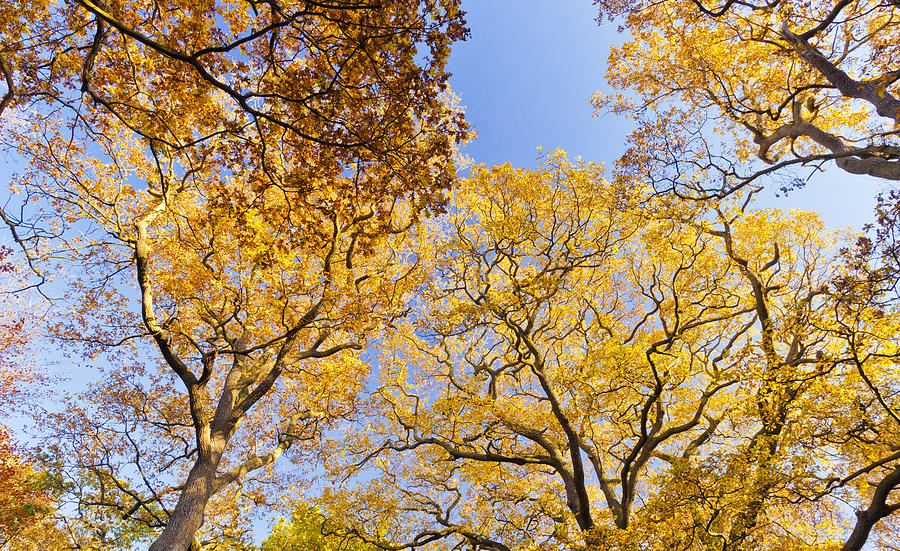 Yellow Trees Photograph by Maj Seda
