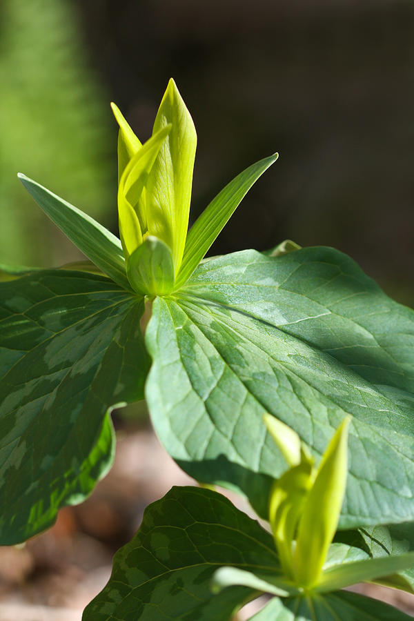 Yellow Trillium Photograph by Melinda Fawver