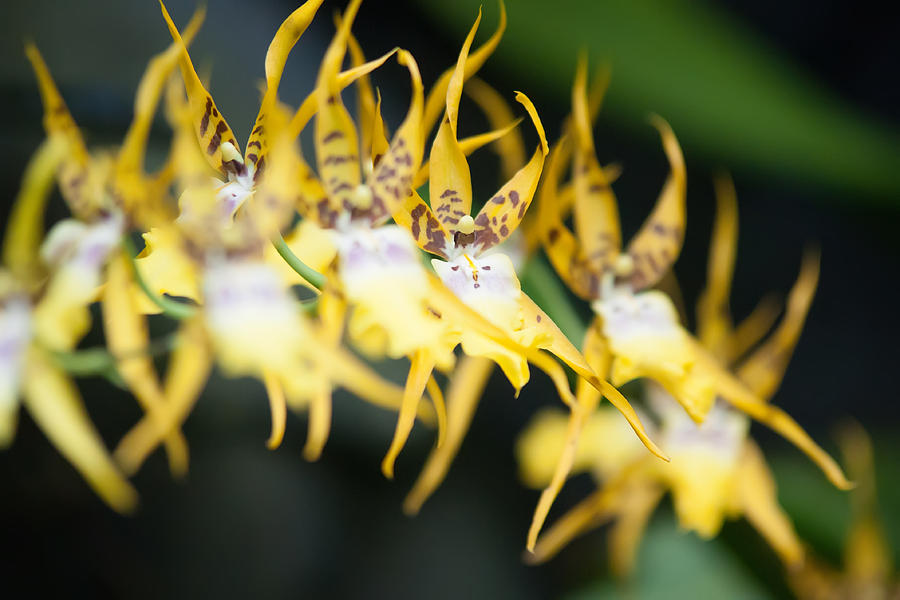 Yellow Tropical Flower Photograph by Alex Grichenko
