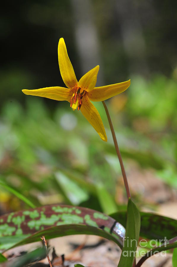 Wildflowers Photograph - Yellow Trout Lilly by Catherine Reusch Daley