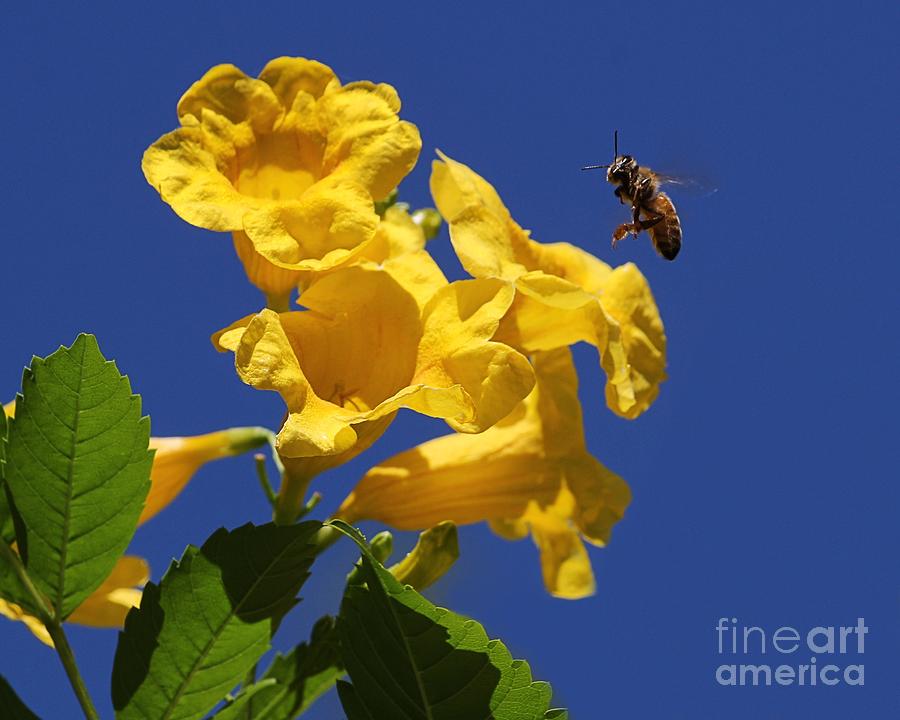 Flowers Still Life Photograph - Yellow Trumpet and Bee by Kim Yarbrough