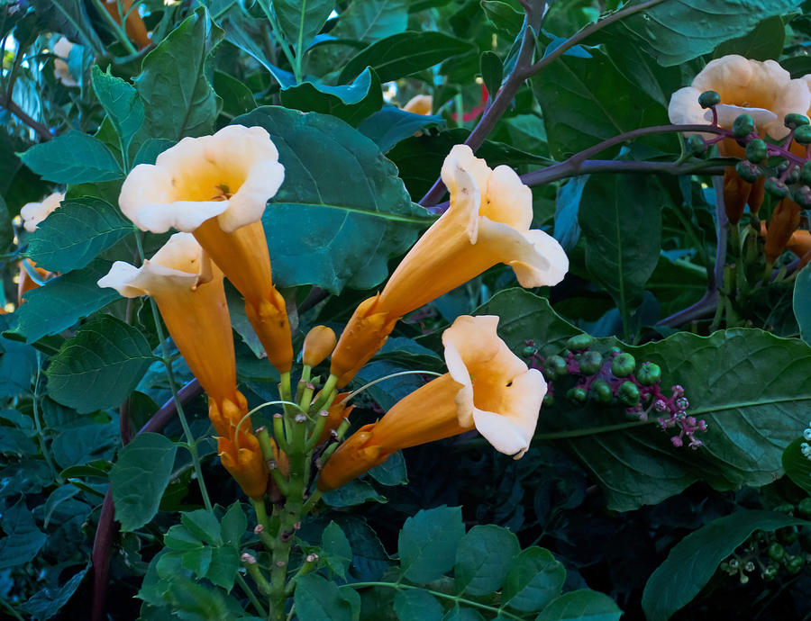 Trumpet Flower Photograph - Yellow Trumpet Blooms 04 by Tony Grider