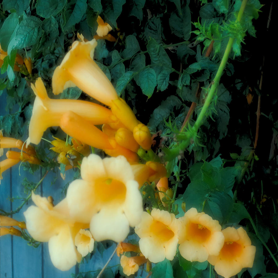 Yellow Trumpet Blooms Polaroid I Photograph by Tony Grider