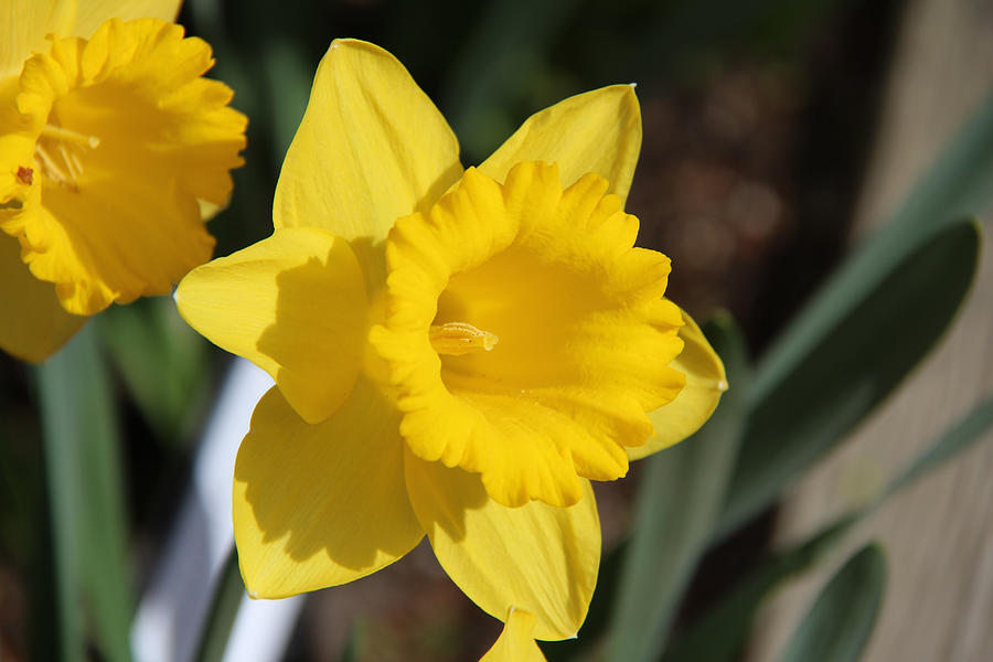 Yellow Trumpet Daffodil Photograph by Anne Nordhaus-Bike