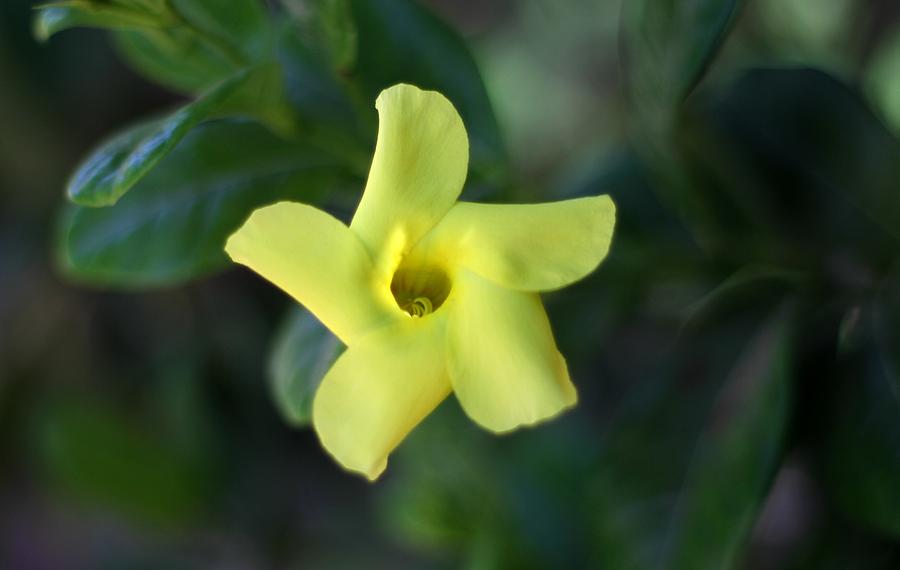 Yellow Trumpet Flower Photograph by Ramabhadran Thirupattur
