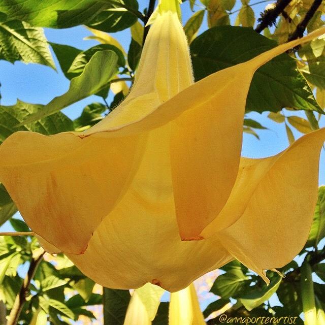 Flower Photograph - Yellow Trumpet Flower. Saw This Lovely by Anna Porter