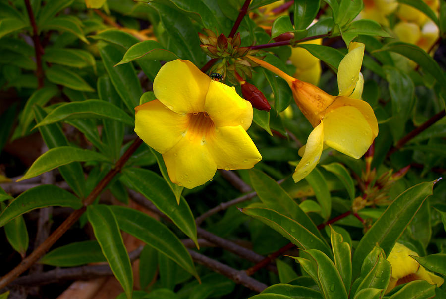 Yellow Trumpets Photograph by Mindy Newman