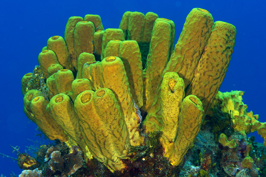 Yellow Tube Sponge Photograph By Mark Sidwell Pixels   Yellow Tube Sponge Mark Sidwell 